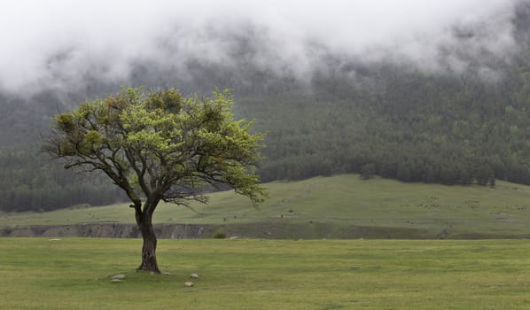Lonely tree on green meadow in the mountains.
