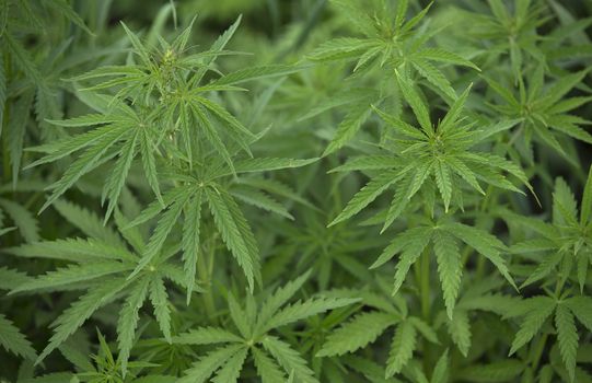A full frame of marijuana foliage, background wallpaper