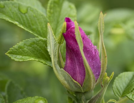 Branch of Briar With Flower and Water Drops After Rain