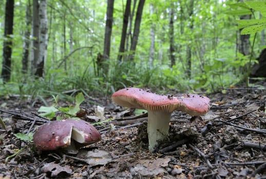 Mushrooms growing in the autumn forest.