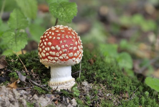 Red fly agaric mushroom in the forest on a sunny autumn day. Amanita muscaria.