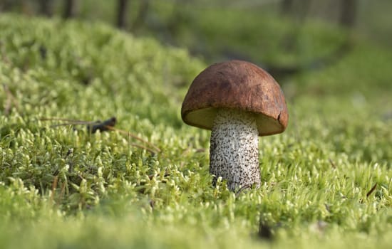 Edible mushroom growing on moss in the autumn forest. Leccinum aurantiacum.