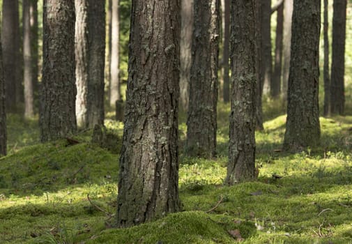 Pine forest in the sunny summer day. Ground covered with moss.