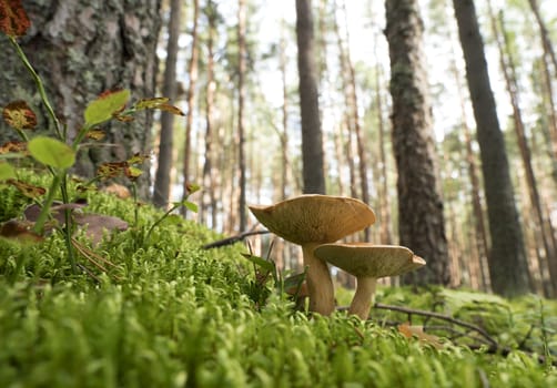 Mushrooms growing in the autumn forest on a sunny day.