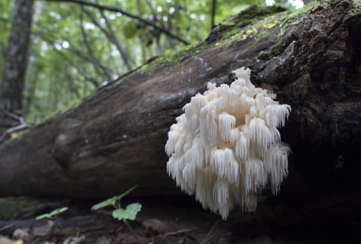 Rare mushrooms growing on a mossy tree. Ramaria pulcherrima.