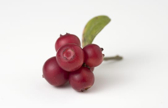 Red ripe lingonberry with leaves on white. Close up view.