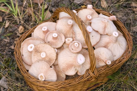  basket, full of mushrooms( Lactarius torminosus)