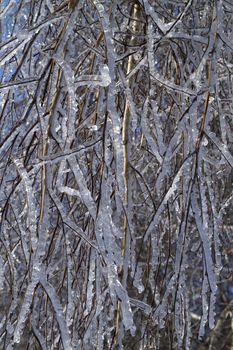 tree branches covered with ice,  after the freezing rain