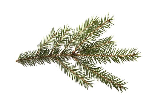 Closeup of fir branch isolated on a white background