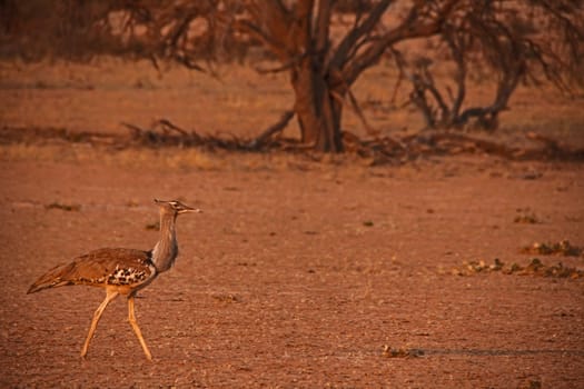 The Kori Bustard, (Ardeotis kori) the heaviest living flying animal photographed here while foraging in the dry riverbed of the Auob river in the Kalahari Desert.