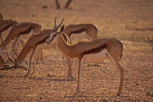 An alert springbok keeping a lookout for predators while the herd graze in the dry riverbed of the Auob river in the Kgalagadi Trans frontier Park. South Africa.