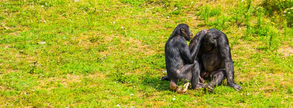 human apes grooming each other, bonbo couple, pygmy chimpanzees, social primate behavior, endangered animal specie from Africa