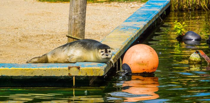 portrait of a harbor seal laying at the water side, common semi aquatic animal specie