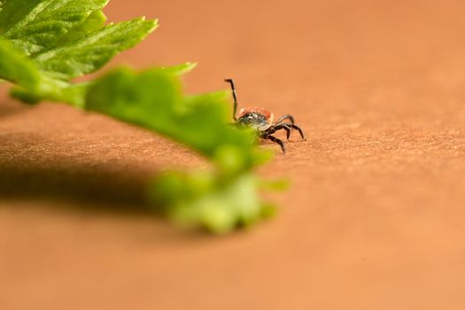 Macro of dangerous disease carrier tick, Ixodidae, Dermacentor reticulatus, waiting of host