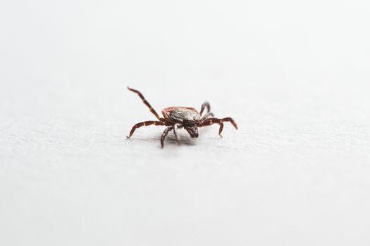 Wood tick, Ixodes ricinus, angled side view, isolated on white