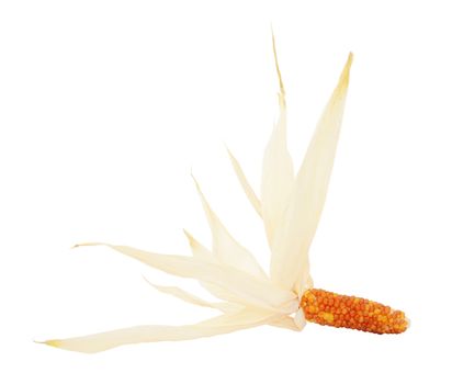Red and orange Fiesta sweetcorn with dried husks drawn back to reveal cob, on a white background