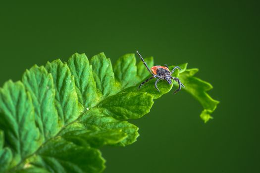 Female of the tick sitting on a leaf. A common European parasite attacking also humans.