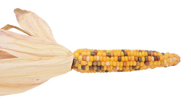 Ornamental flint corn with yellow, red and black niblets, and dried maize husks on a white background