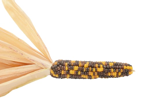 Ornamental maize cob - Fiesta sweetcorn - with black, brown and yellow niblets and pale dried husks, on a white background