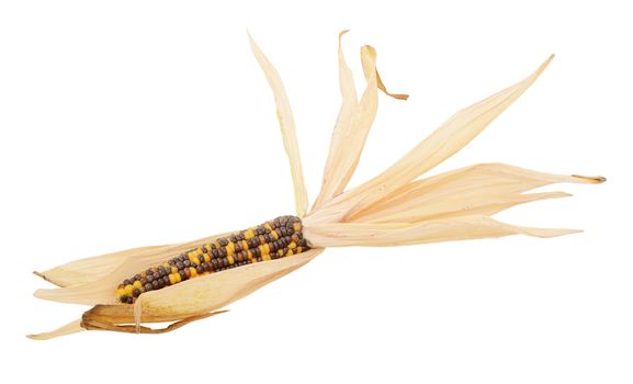 Decorative Indian corn with yellow and brown niblets, surrounded by dried, papery husks, on a white background