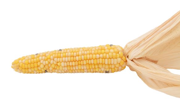 Decorative flint corn with yellow, white and black niblets on the cob and dried husks, on a white background