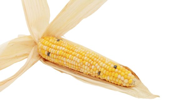 Long ornamental sweetcorn cob with yellow, white and black niblets, surrounded by pale dried husks