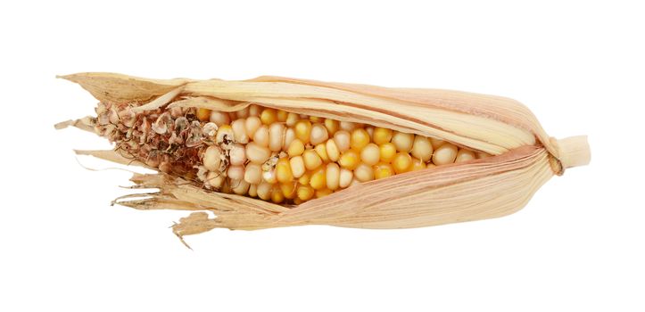 Half-eaten ornamental Indian corn cob with damaged niblets and torn dried husks, on a white background