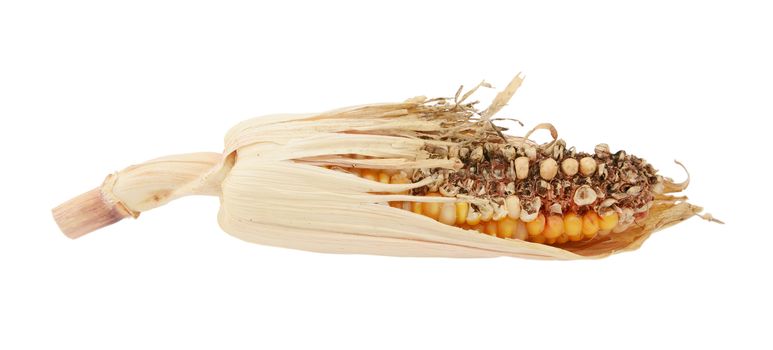 Damaged decorative Indian corn cob with eaten niblets and torn, dry maize husks, on a white background