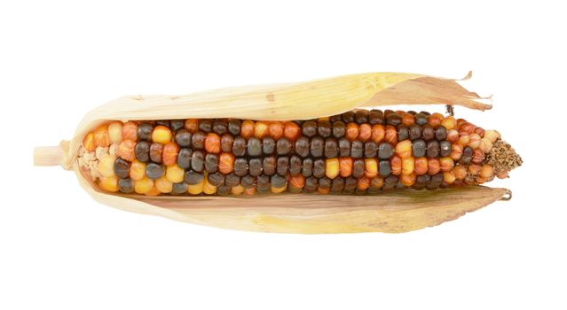 Colourful decorative flint corn cob with brown, orange and yellow niblets with dried, papery maize husks, on a white background