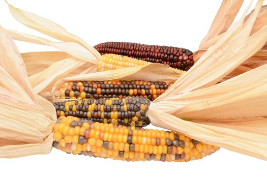 Five ornamental Indian maize cobs with colourful niblets and dried, papery husks, on a white background