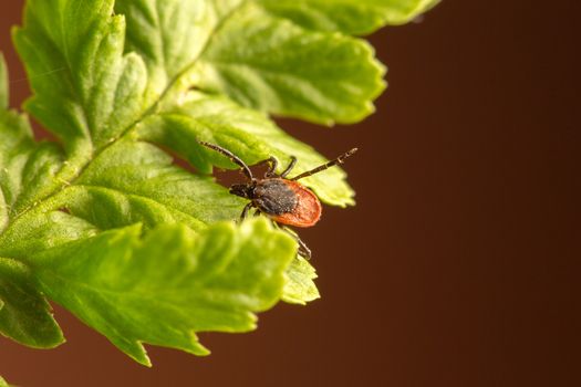 Female of the tick sitting on a leaf. A common European parasite attacking also humans.