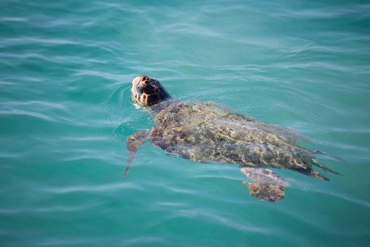 Caretta Caretta Turtle from Zakynthos, Greece, near Laganas beach, swimming, before to emerge to take a breath