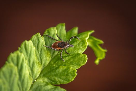 Female of the tick sitting on a leaf. A common European parasite attacking also humans.