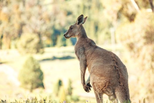 Australian wildlife, eastern grey kangaroo with ears pricked in rural bushland in Central West of NSW