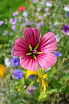 Bold pink malope trifida bloom grows in a vibrant flower bed in summer
