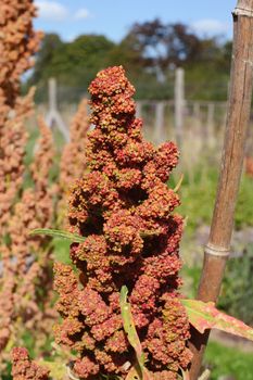 Head of a quinoa - goosefoot - plant with red flowers, growing in an allotment in summer