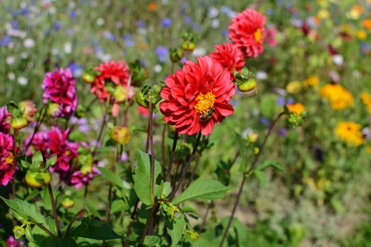 Bright red dahlia and a drone fly hoverfly in a colourful bed of dahlia pompone flowers and mixed wildflowers