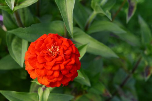 Bright red zinnia flower with layered petals against a background of green foliage