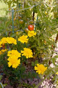 Yellow French marigolds grow alongside ripening tomatoes as companion planting to deter pests
