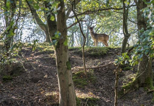 young shy deer in the forest in holland in october