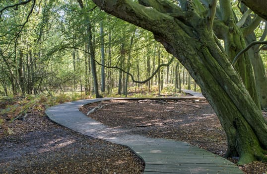 wooden walking track in a forest with big old trees as a frame in the photo