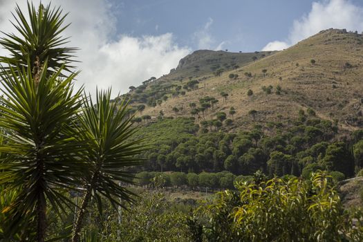 Monreale hills: detail of a hill vith vegetation in Monreale, Sicily