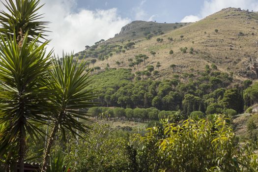 Monreale hills: detail of a hill vith vegetation in Monreale, Sicily