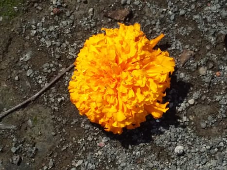 a marigold on the ground