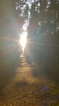 Rays of the sun on a forest path, shine directly into the eyes.