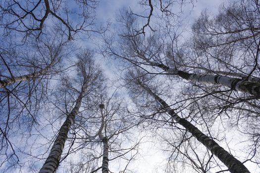 view from below on a spring blue sky from birch tree