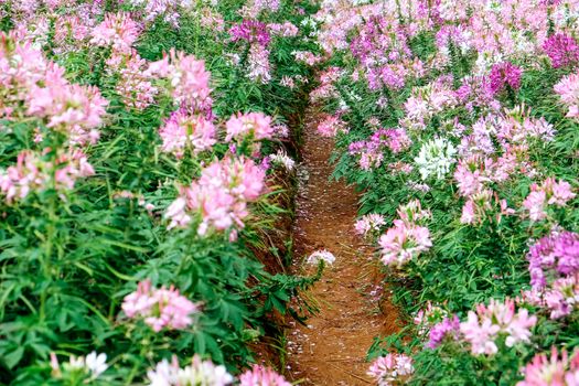 Pink and white beautiful Spider flower in the garden