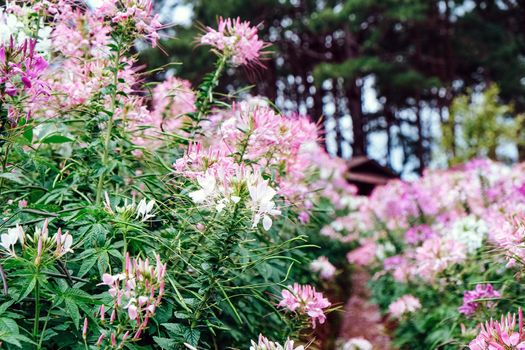 Pink and white beautiful Spider flower in the garden