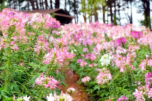 Pink and white beautiful Spider flower in the garden