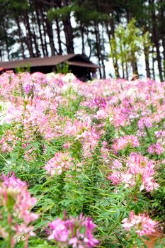 Pink and white beautiful Spider flower in the garden